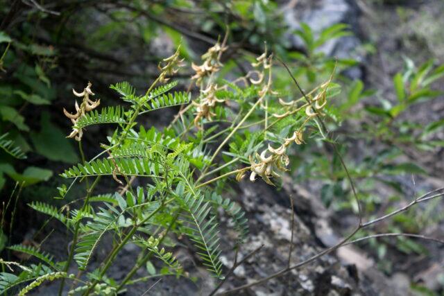 Astragalus: medicinal properties and use, contraindications