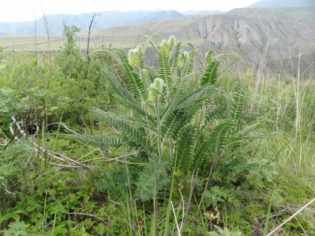 Astragalus: medicinal properties and use, contraindications