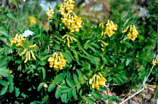 Astragalus membranous: photos, reviews, root properties for men, benefits