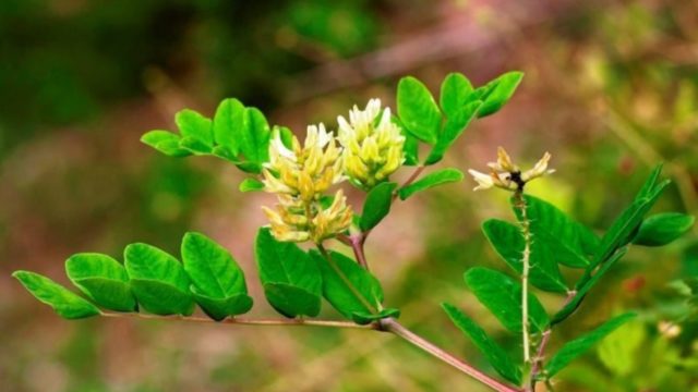 Astragalus sweet-leaved (malt-leaved): photo, useful properties