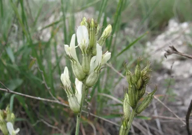 Astragalus white stem: description, application