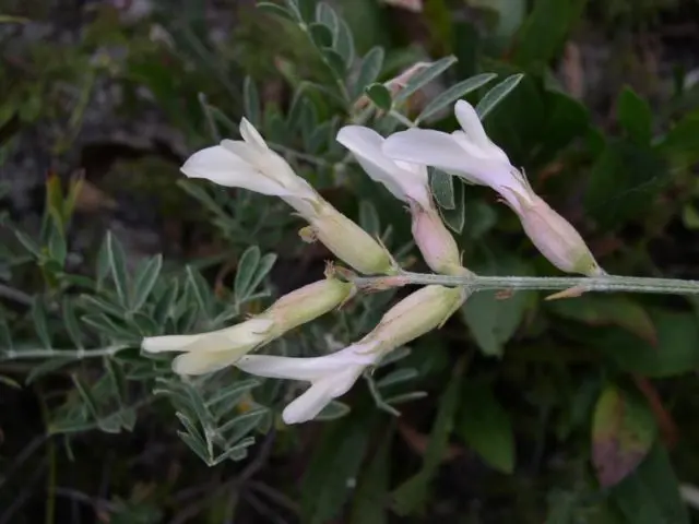 Astragalus white stem: description, application