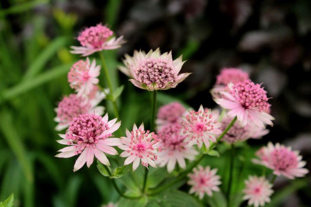 Astrantia flowers: photo, planting and care