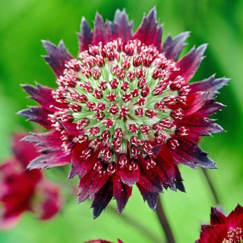 Astrantia flowers: photo, planting and care