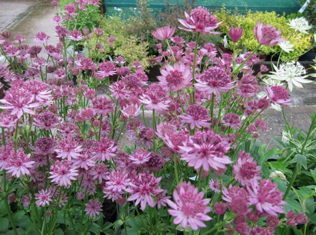 Astrantia flowers: photo, planting and care