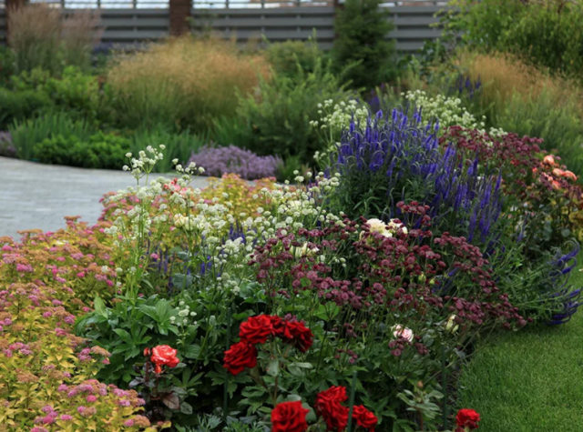 Astrantia flowers: photo, planting and care