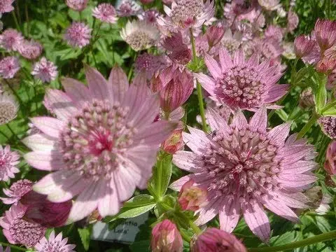 Astrantia flowers: photo, planting and care