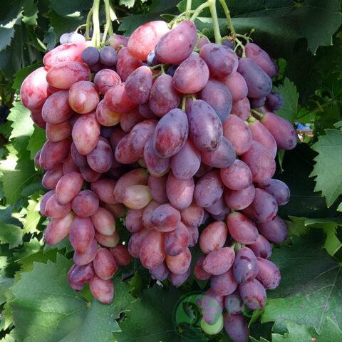 Asya grape variety: description, photo, reviews