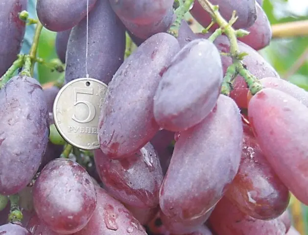 Asya grape variety: description, photo, reviews