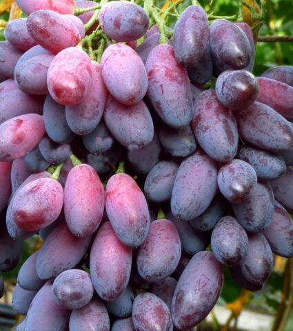 Asya grape variety: description, photo, reviews