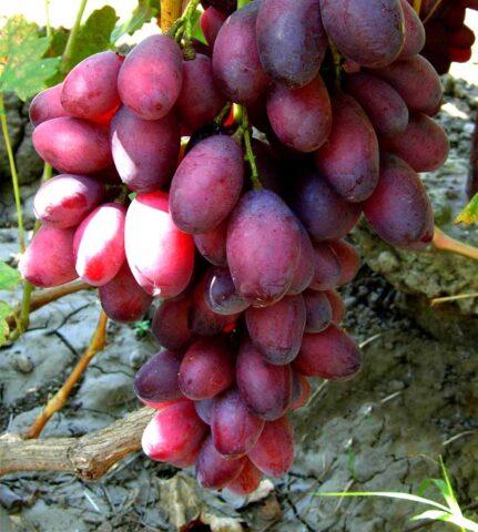 Asya grape variety: description, photo, reviews