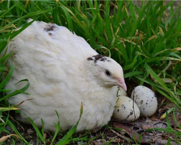 At what age do quails start laying 