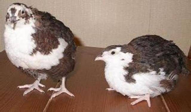 At what age do quails start laying 