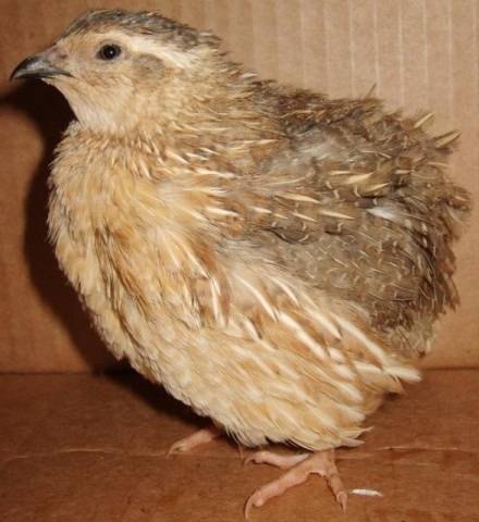 At what age do quails start laying 