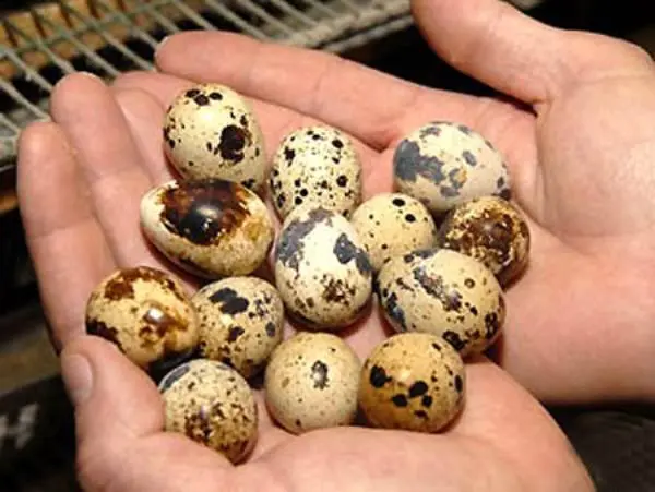 At what age do quails start laying 