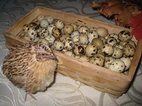 At what age do quails start laying 