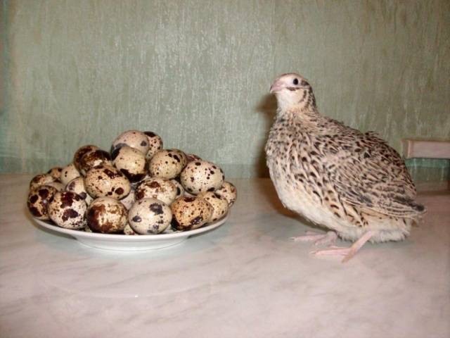 At what age do quails start laying 