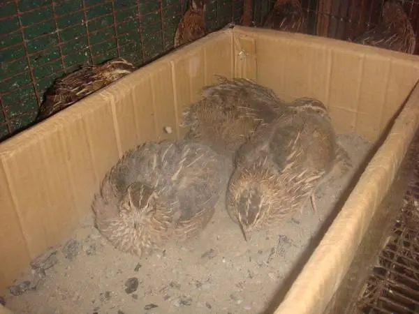 At what age do quails start laying 