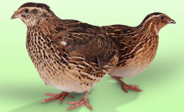 At what age do quails start laying 