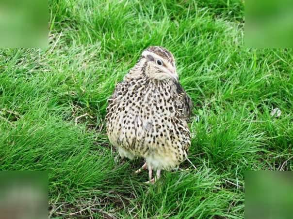 At what age do quails start laying 