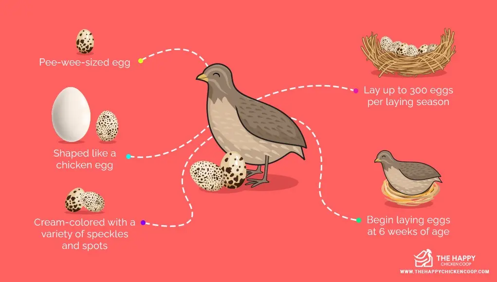 At what age do quails start laying 