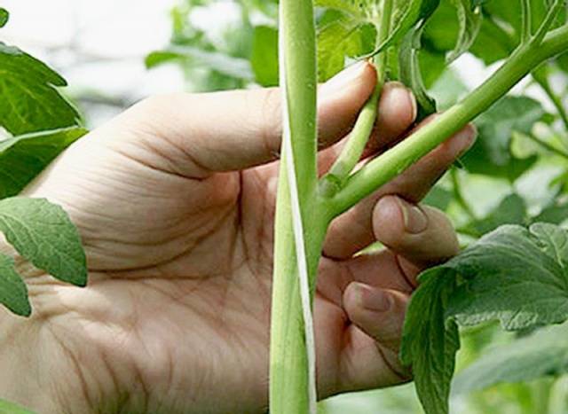 At what distance to plant tomatoes in a greenhouse