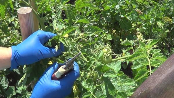 At what distance to plant tomatoes in a greenhouse