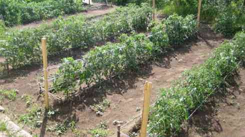 At what distance to plant tomatoes in a greenhouse