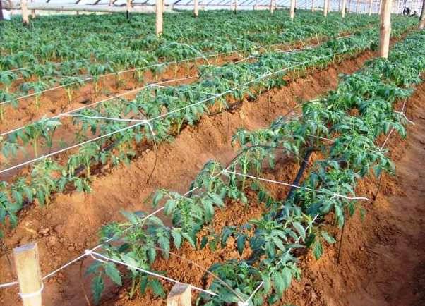 At what distance to plant tomatoes in a greenhouse