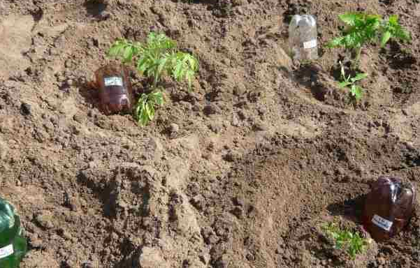 At what distance to plant tomatoes in a greenhouse