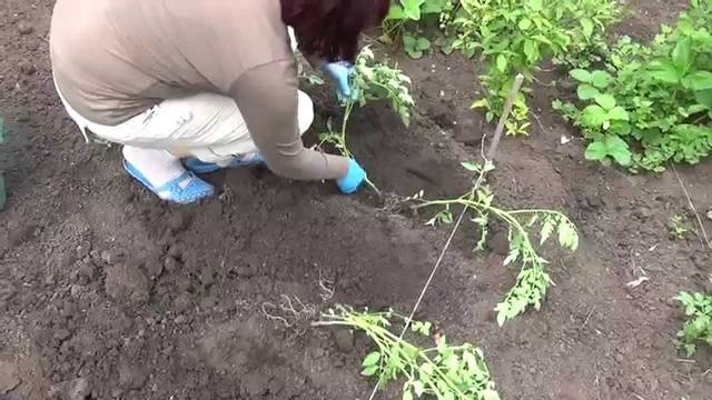 At what distance to plant tomatoes in a greenhouse