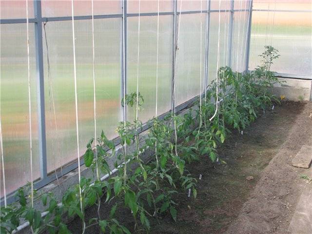 At what distance to plant tomatoes in a greenhouse