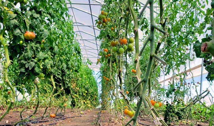 At what distance to plant tomatoes in a greenhouse