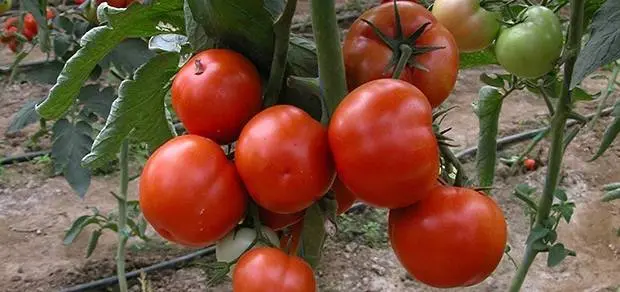 At what temperature to plant tomatoes in the ground 