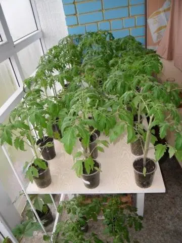 At what temperature to plant tomatoes in the ground 