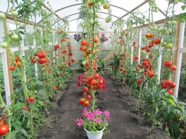 At what temperature to plant tomatoes in the ground 