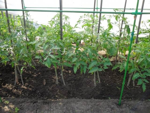 At what temperature to plant tomatoes in the ground 