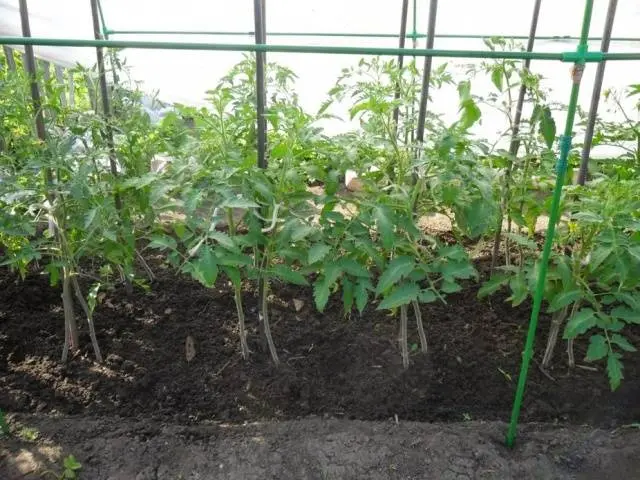 At what temperature to plant tomatoes in the ground 