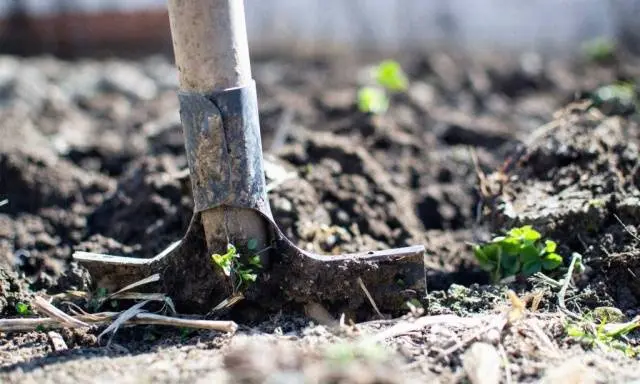 At what temperature to plant tomatoes in the ground 