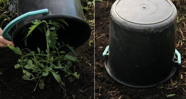 At what temperature to plant tomatoes in the ground 