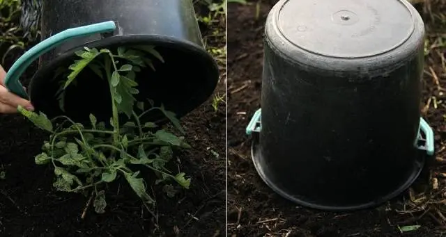 At what temperature to plant tomatoes in the ground 