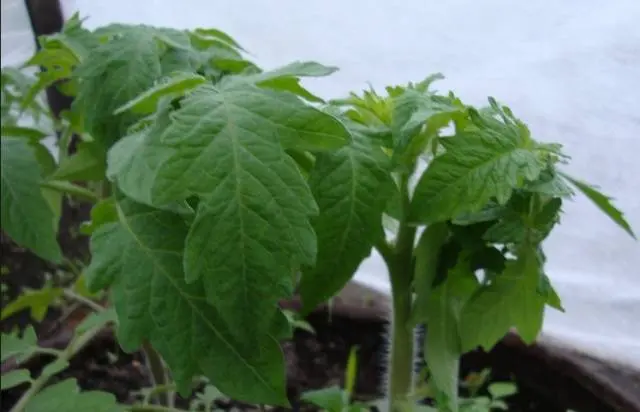 At what temperature to plant tomatoes in the ground 