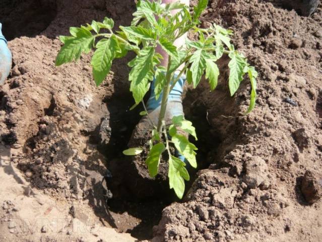 At what temperature to plant tomatoes in the ground 