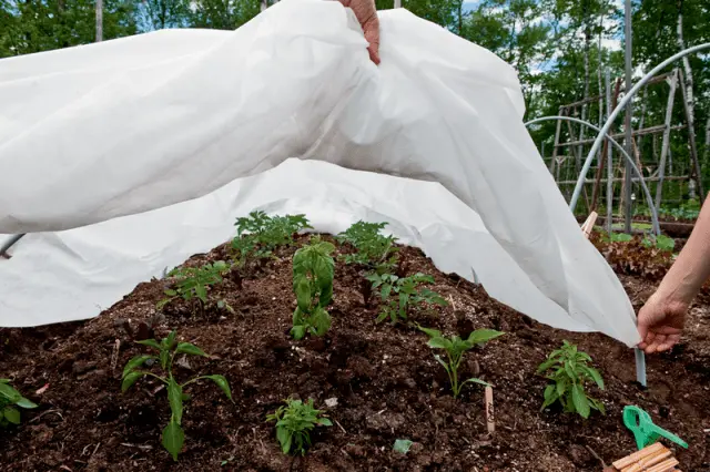 At what temperature to plant tomatoes in the ground 