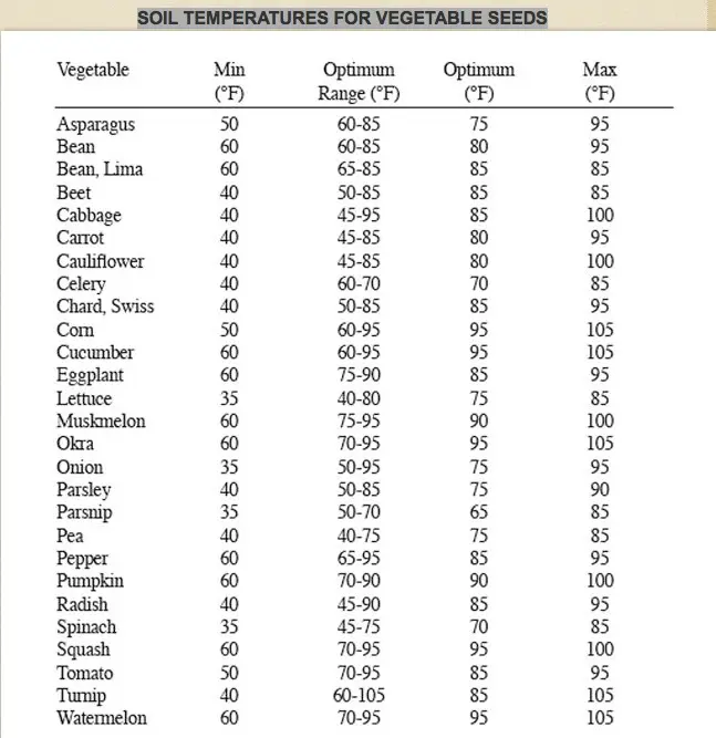 At what temperature to plant tomatoes in the ground 