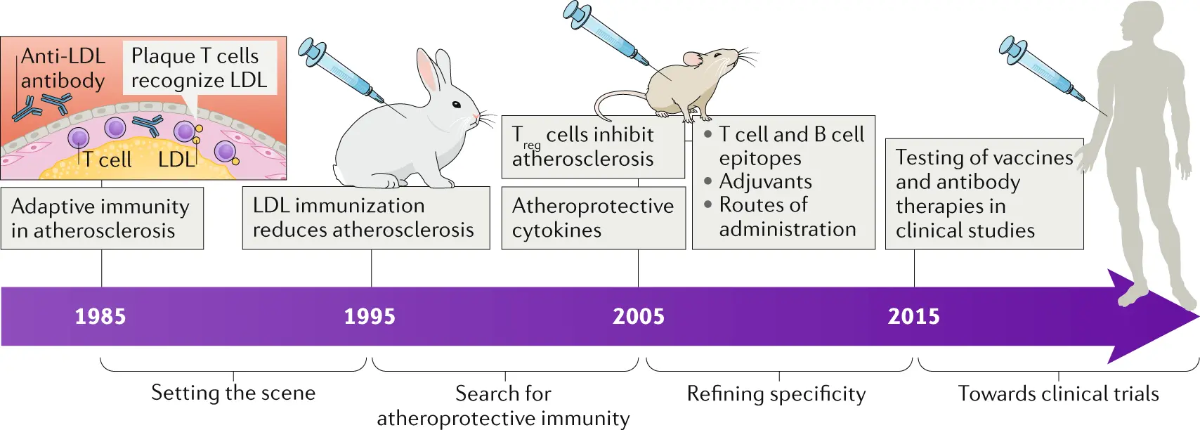 Atherosclerosis vaccine