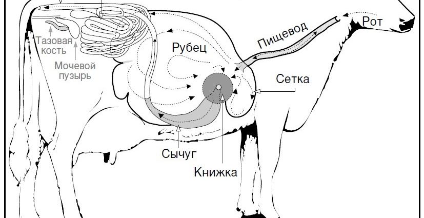 Рубец коровы лечение. Корова рубец сетка книжка сычуг.