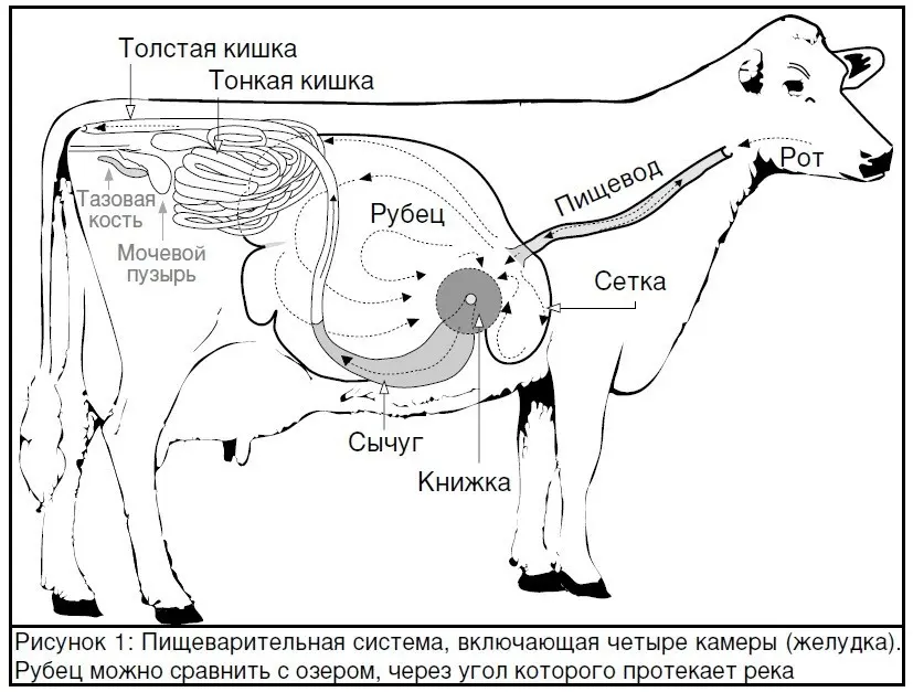 Atony of the scar in a cow: treatment