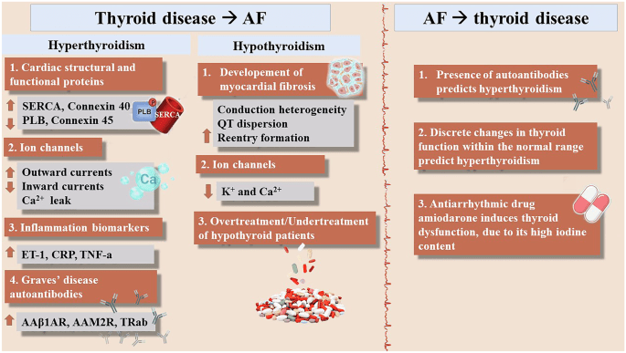 Atrial fibrillation &#8211; prevalence, causes, clinical symptoms, risks (stroke), and relationship with hyperthyroidism