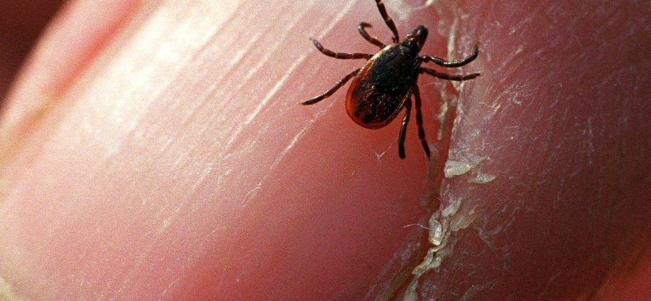 Attention, another dangerous disease transmitted by ticks